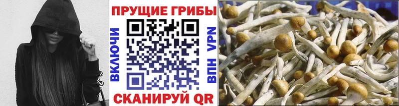 купить наркотик  Хасавюрт  Псилоцибиновые грибы Psilocybine cubensis 